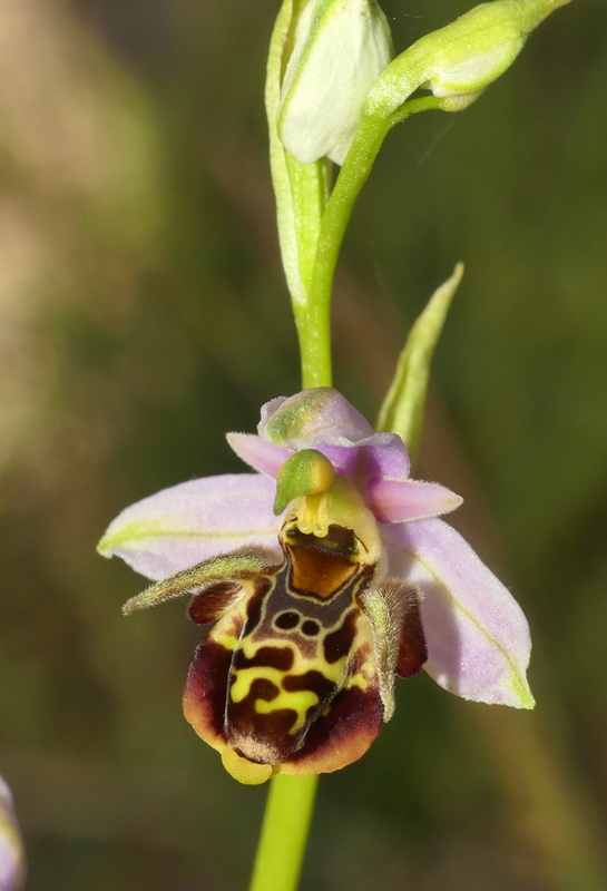 Ophrys tardive e altre orchidee in Epiro - Grecia settentrionale  22_30 maggio 2024.